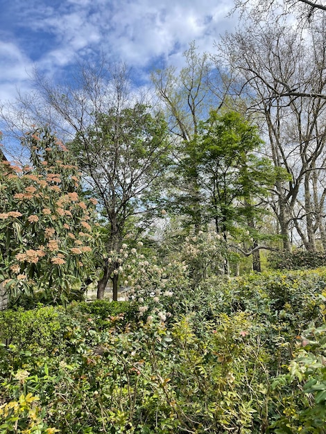 Foto een boom met groene bladeren