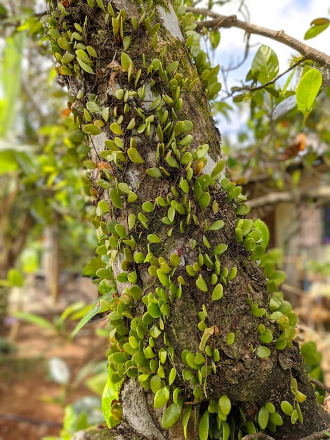 Een boom met groene leerbladvaren