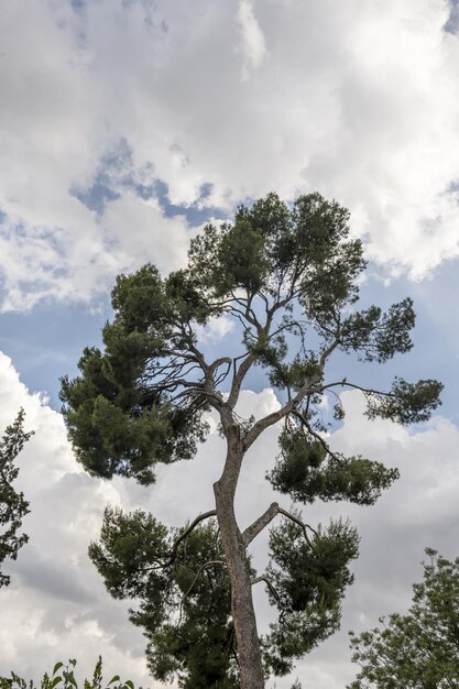 Een boom met grote takken tussen de wolken