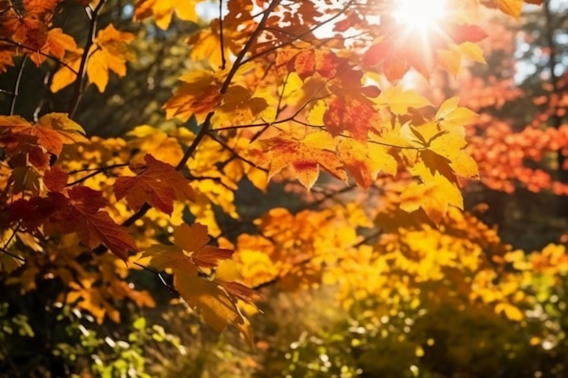 Een boom met herfstbladeren in het zonlicht