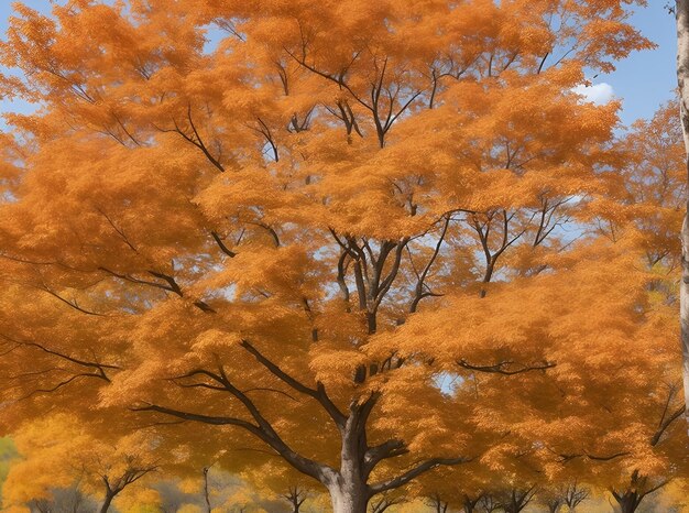 een boom met oranje bladeren