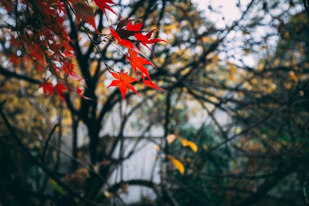Een boom met rode bladeren in de herfst