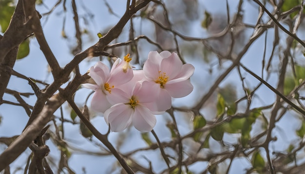 een boom met roze bloemen die de lente zeggen