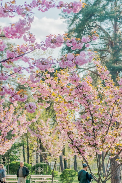 een boom met roze bloemen en een bewolkte hemel op de achtergrond