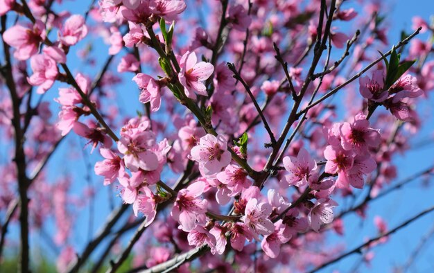 Foto een boom met roze bloemen in de lucht