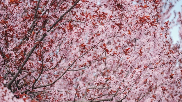 Een boom met roze bloemen op de achtergrond