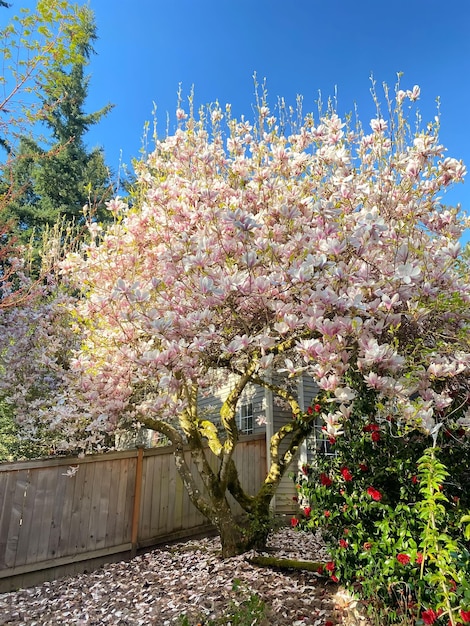 Een boom met roze bloemen op de achtergrond