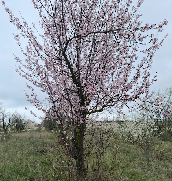 Een boom met roze bloemen staat in een veld.
