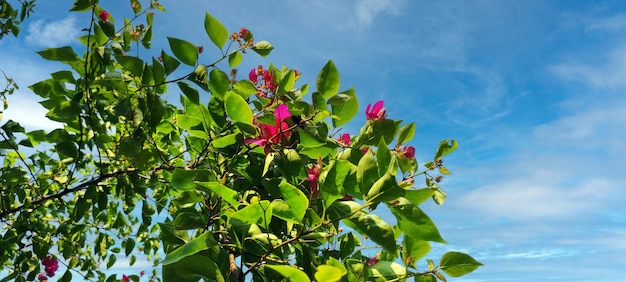 Een boom met roze bloemen voor een blauwe lucht