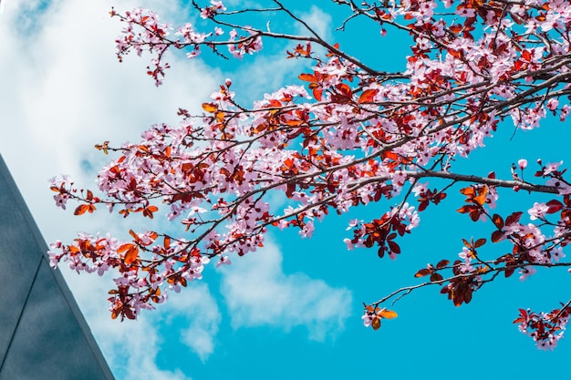 Een boom met roze bloemen voor een blauwe lucht