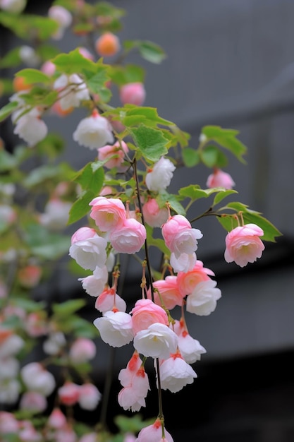 Een boom met roze en witte bloemen in het voorjaar.