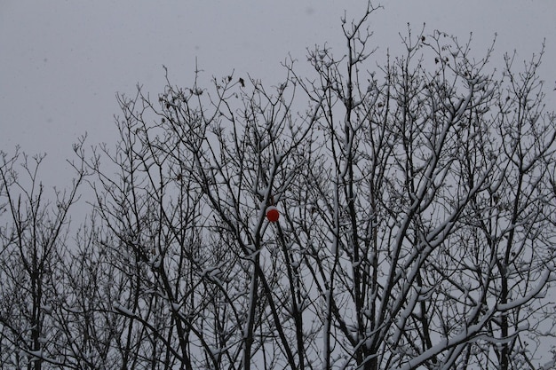 Een boom met sneeuw erop