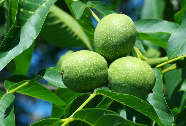 een boom met veel groene vruchten die eraan groeien