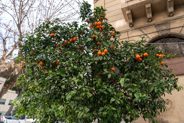 Een boom met veel sinaasappels erop.