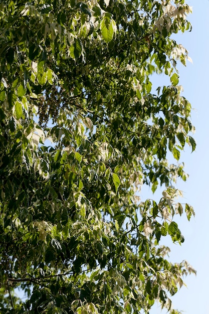 Een boom met wit en groen blad