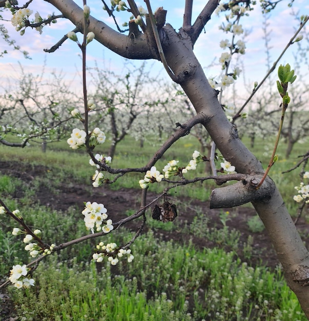 Een boom met witte bloemen en een vlinder eraan