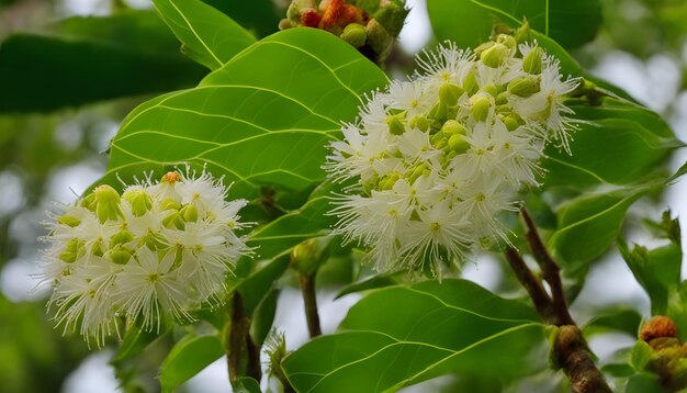 een boom met witte bloemen en groene bladeren met de woorden lente erop