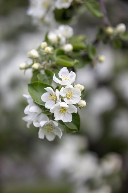 Een boom met witte bloemen en groene bladeren met het woord appel erop.