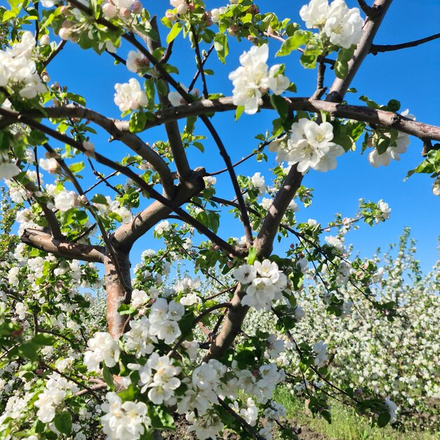 Een boom met witte bloemen en groene bladeren op de achtergrond.