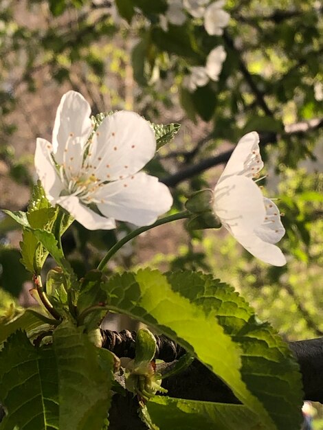 Een boom met witte bloemen en groene bladeren