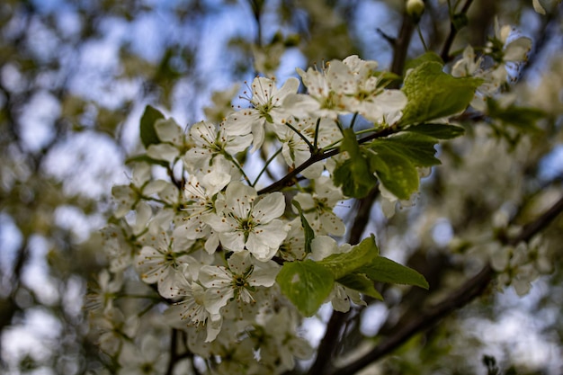 Een boom met witte bloemen en groene bladeren