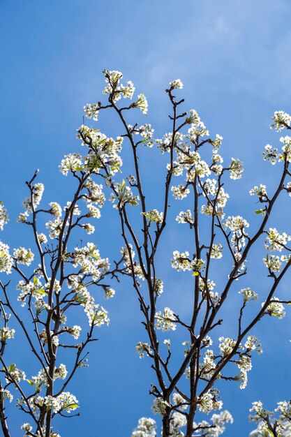 Een boom met witte bloemen in de lucht