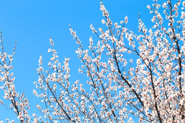 Een boom met witte bloemen in het voorjaar