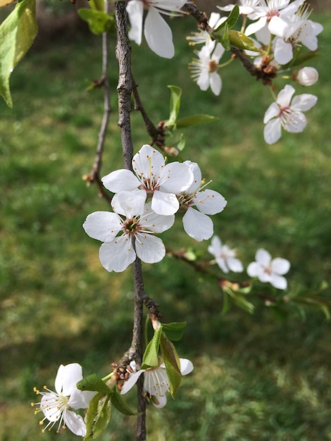 Een boom met witte bloemen staat in bloei.