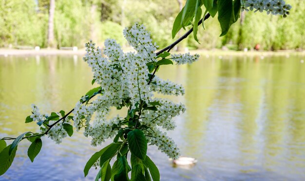 Een boom met witte bloemen voor een meer