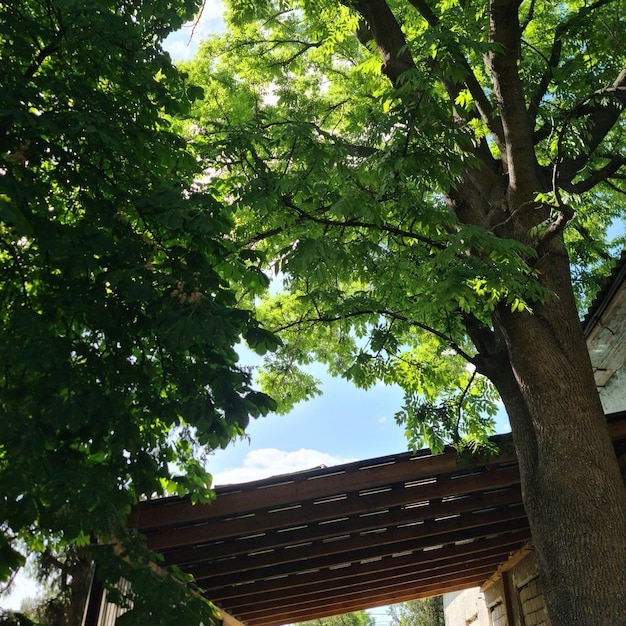 Een boom onder een dak