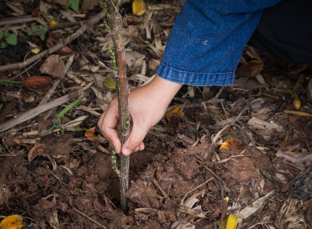 Een boom planten.