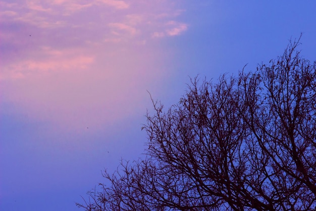 Een boom tegen de lucht op de achtergrond