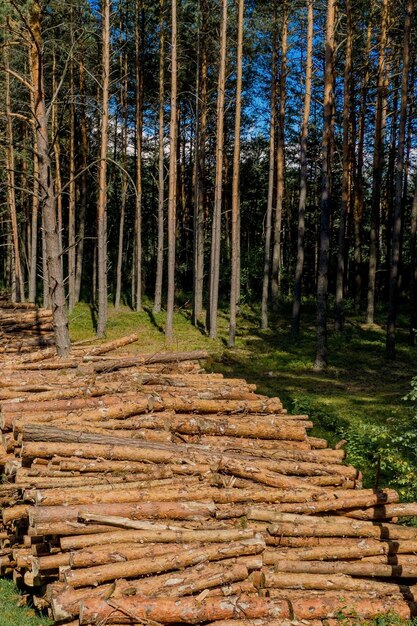 Een boom vellen Houten stammen uit een dennenbos Bos van dennen en sparren Houtkap houtkap bosindustrie Bosbeschermingsconcept