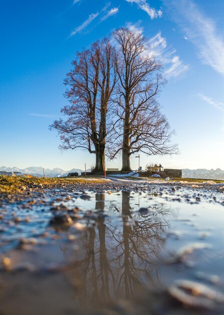 Een boom weerspiegeld in een plas in de herfst