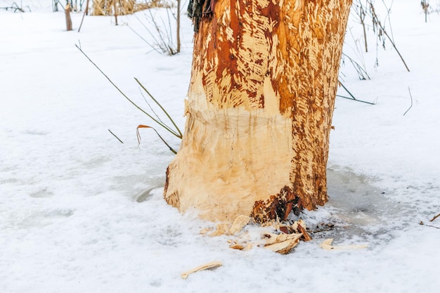 een boomstam in de sneeuw gegeten door bevers bij de rivier