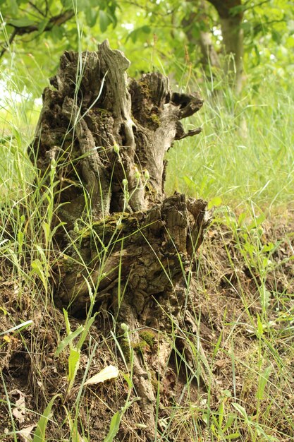 Foto een boomstronk in het gras