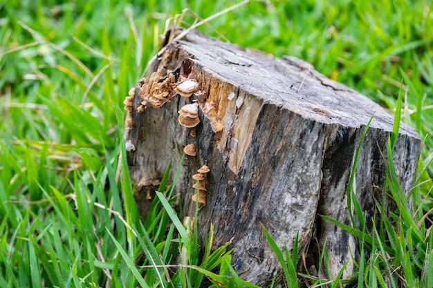 Een boomstronk met paddestoelen erop