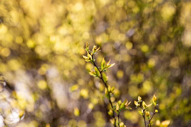 Een boomtak de eerste blaadjes in het voorjaar de knoppen in de bomen bloeien