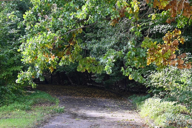 Een boomtak hangt over een pad in het park