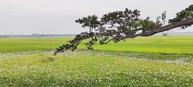 Een boomtak hangt over een veld met groen gras.