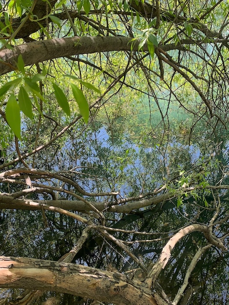 Foto een boomtak hangt over het water en het water reflecteert de lucht.