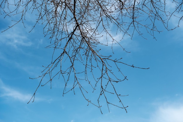 Een boomtak met de lucht op de achtergrond