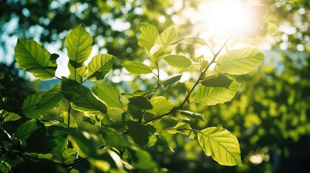 Een boomtak met groene bladeren waar de zon doorheen schijnt