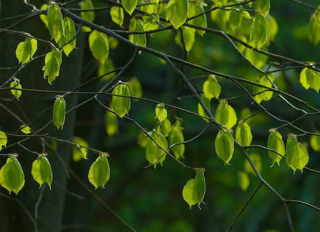 Een boomtak met groene bladeren waar de zon doorheen schijnt.