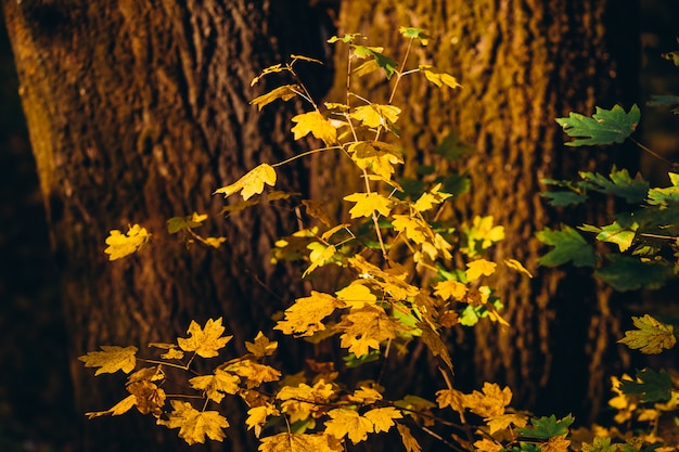 Een boomtak met herfstbladeren