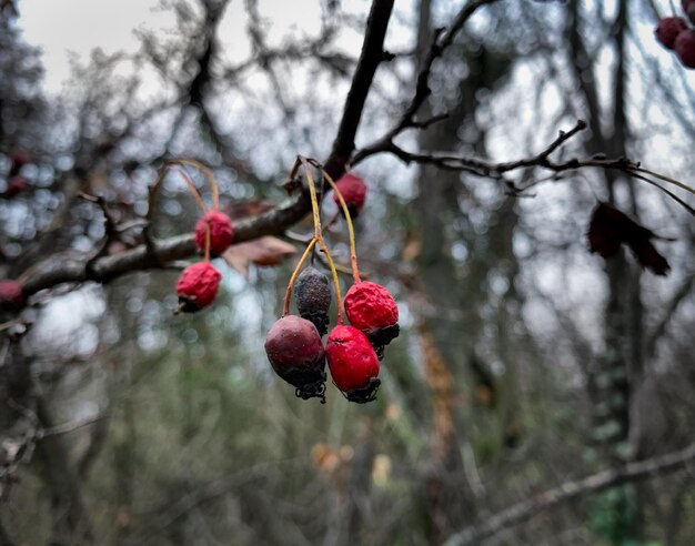 Een boomtak met rood fruit erop