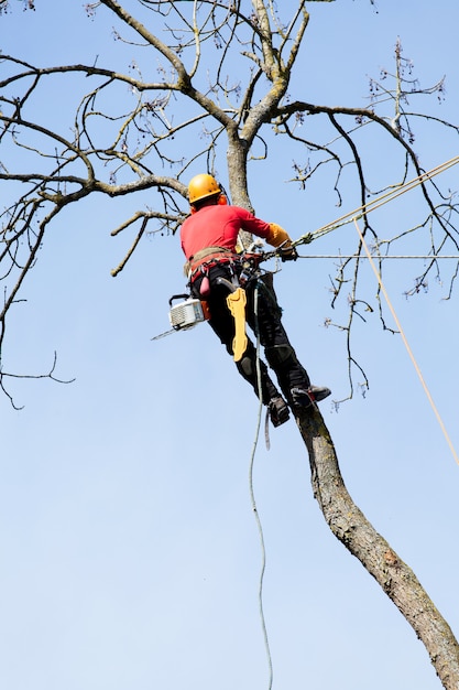 Een boomverzorger die een boom met een kettingzaag snijdt