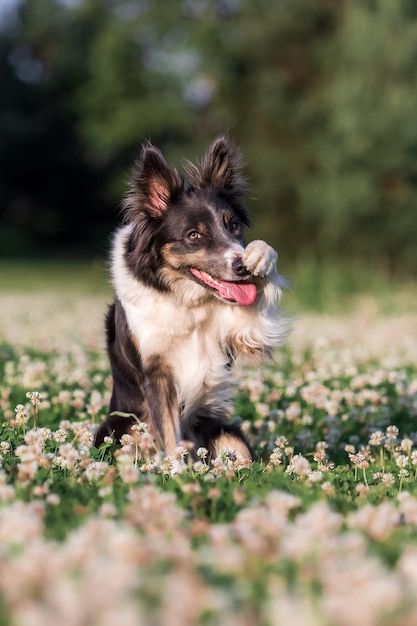 Een border collie-hond die in een klaverveld speelt.