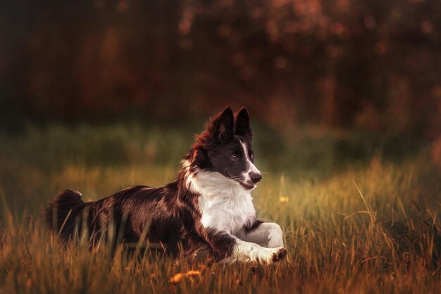 Een border collie-hond die in het gras ligt