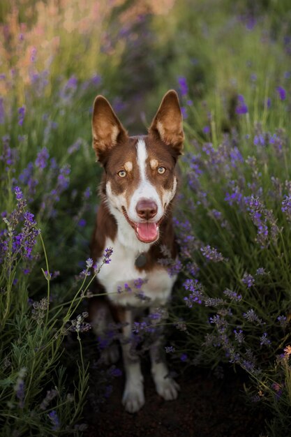 Een border collie-hond in een veld met lavendelbloemen